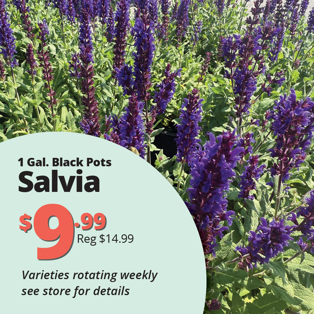GF26_Salvia
