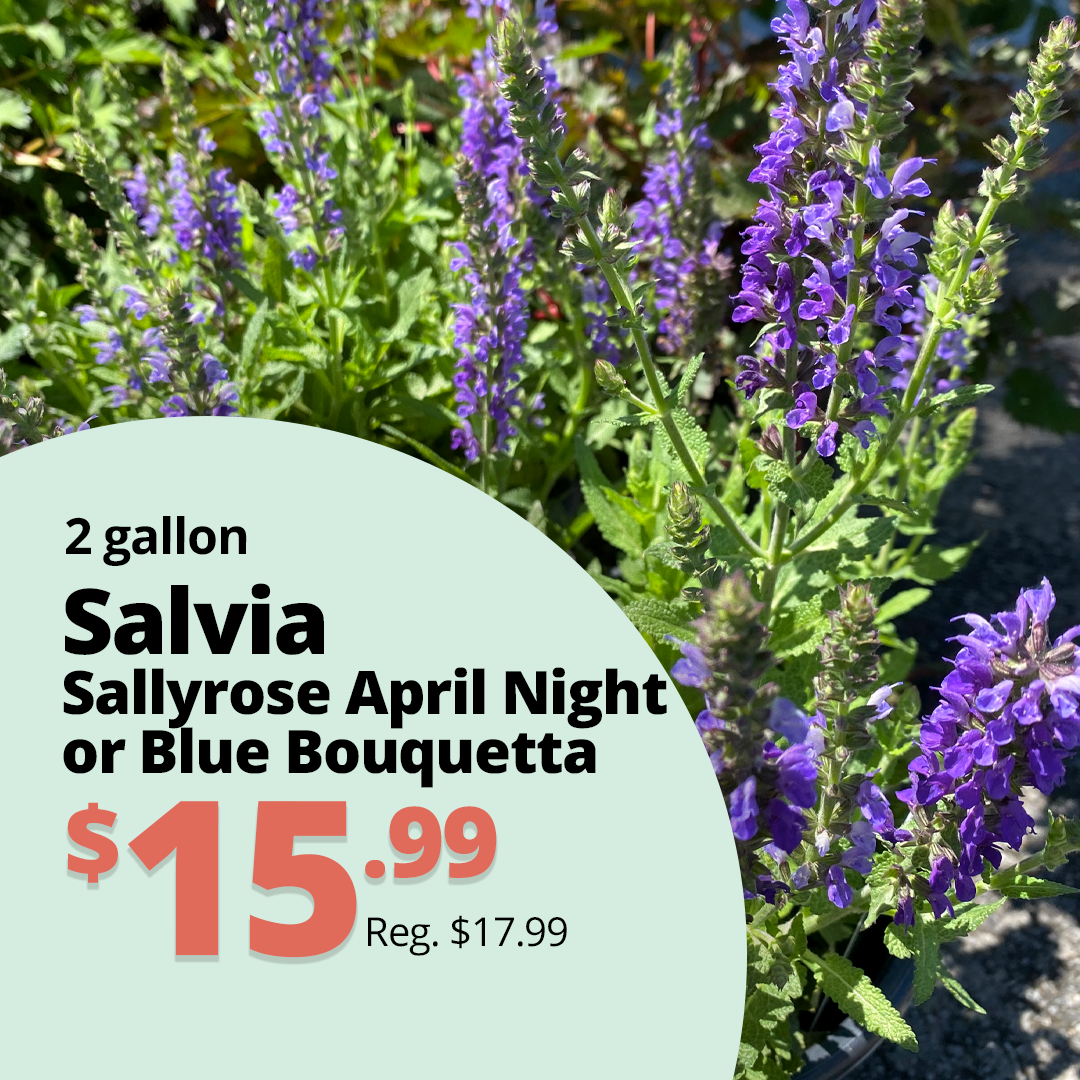 GF26_SalviaSallyrose