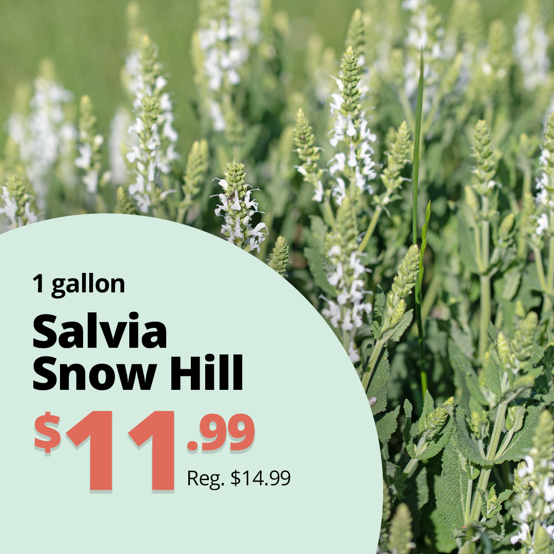 GF26_SalviaSnow