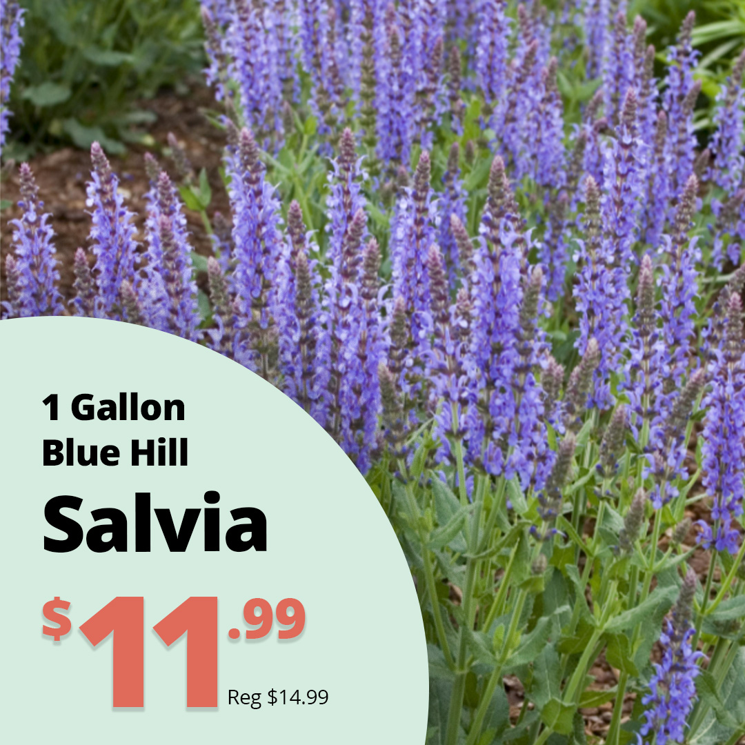 GF26_Salvia_BlueHill