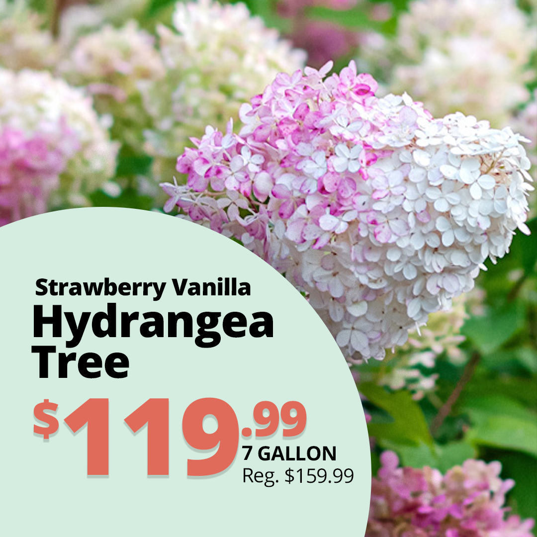 GF26_StrawberryHydrangea