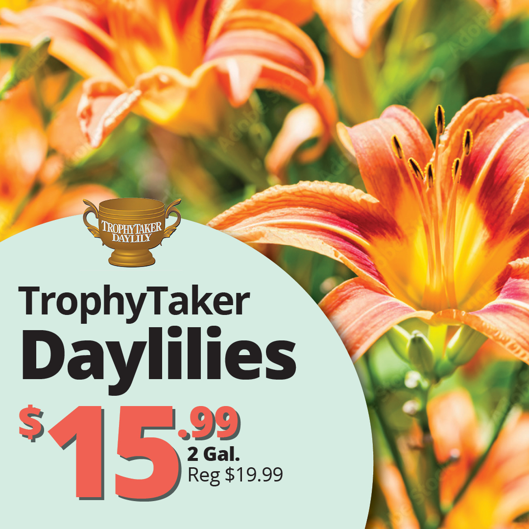 GF26_TrophyTaker_Daylily