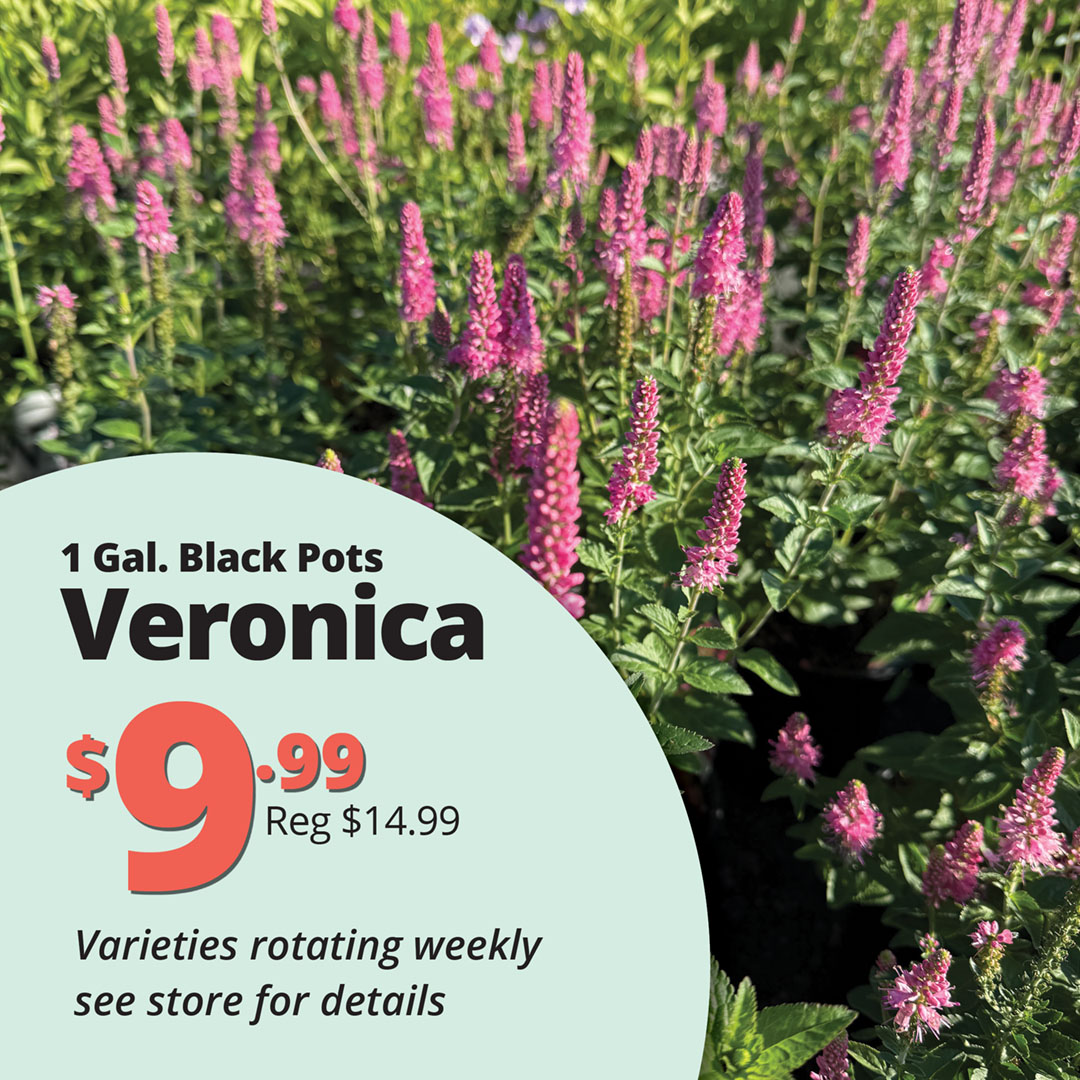 GF26_Veronica