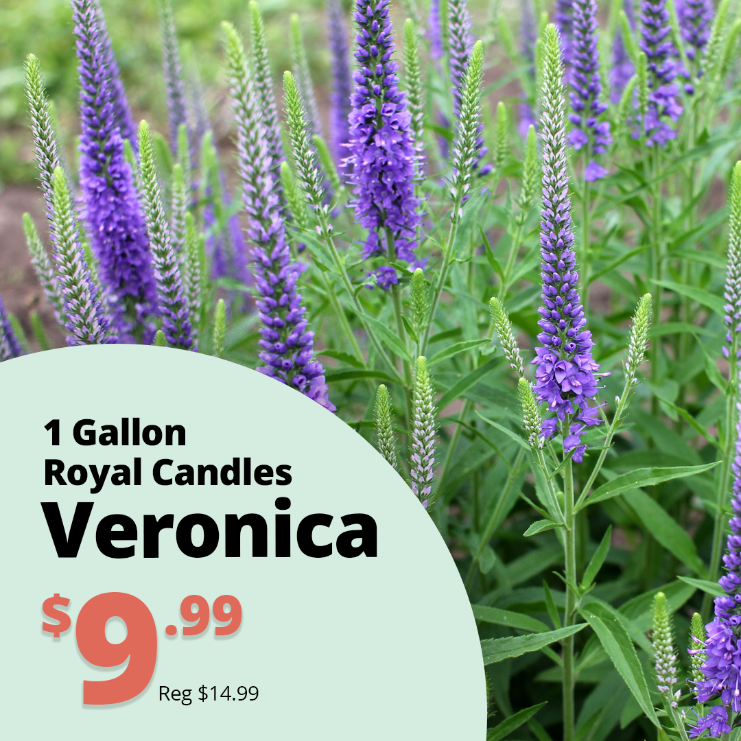 GF26_Veronica_RoyalCandles
