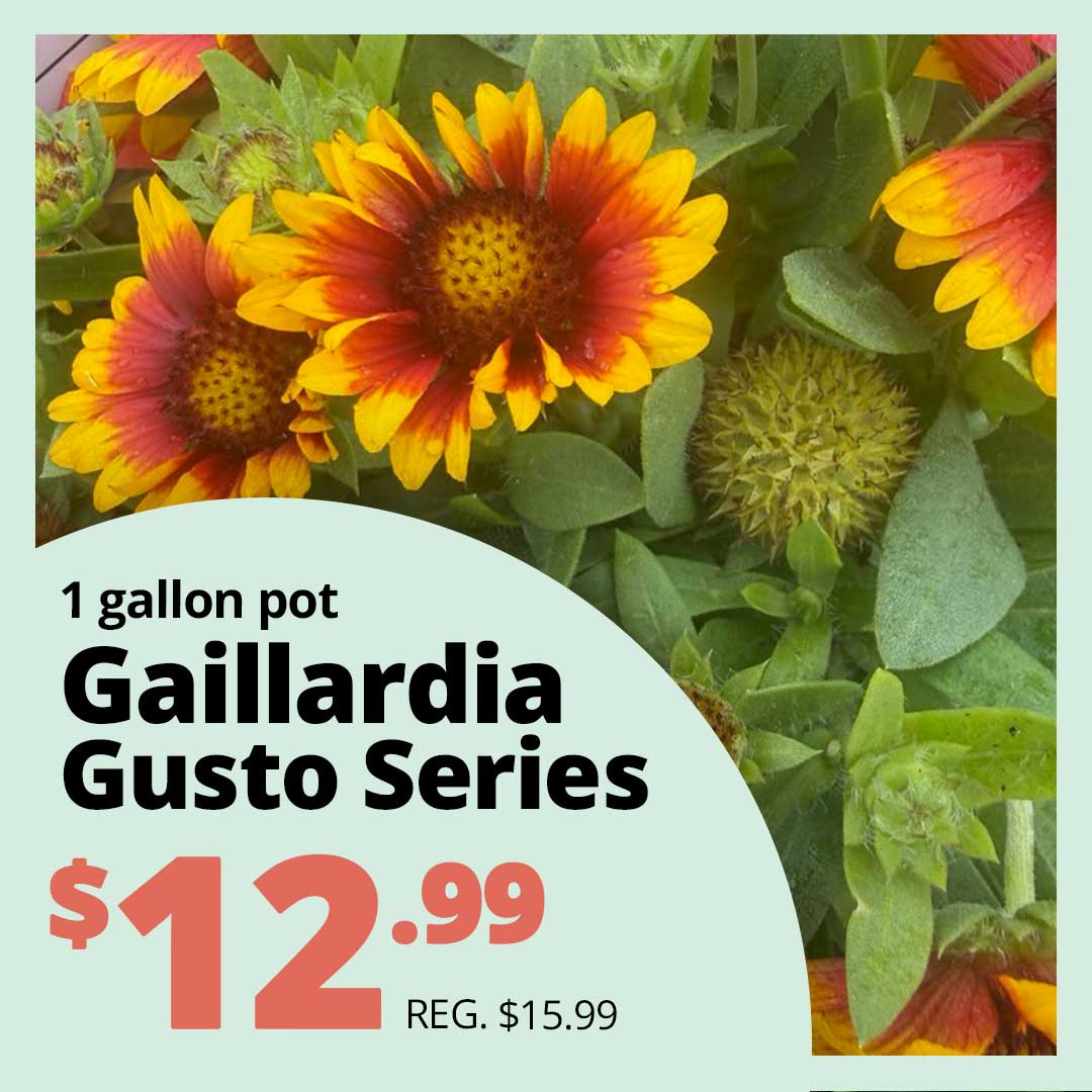 Gusto-Gaillardia