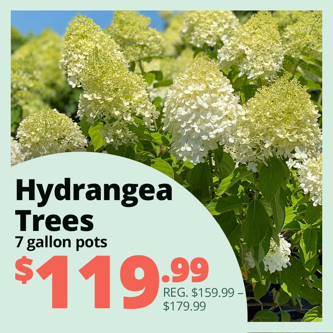 Hydrnage-Trees