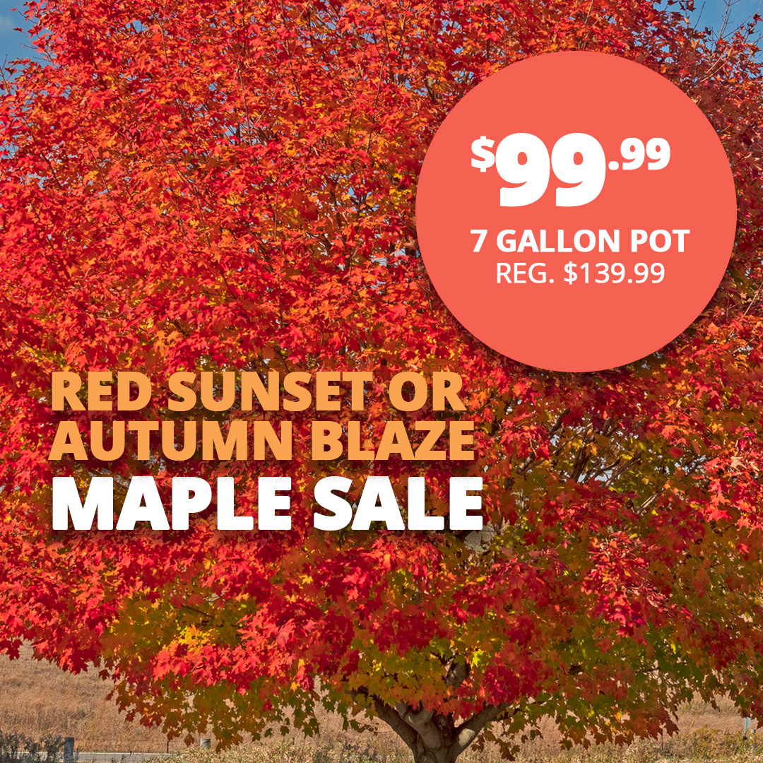 GF25_Maples