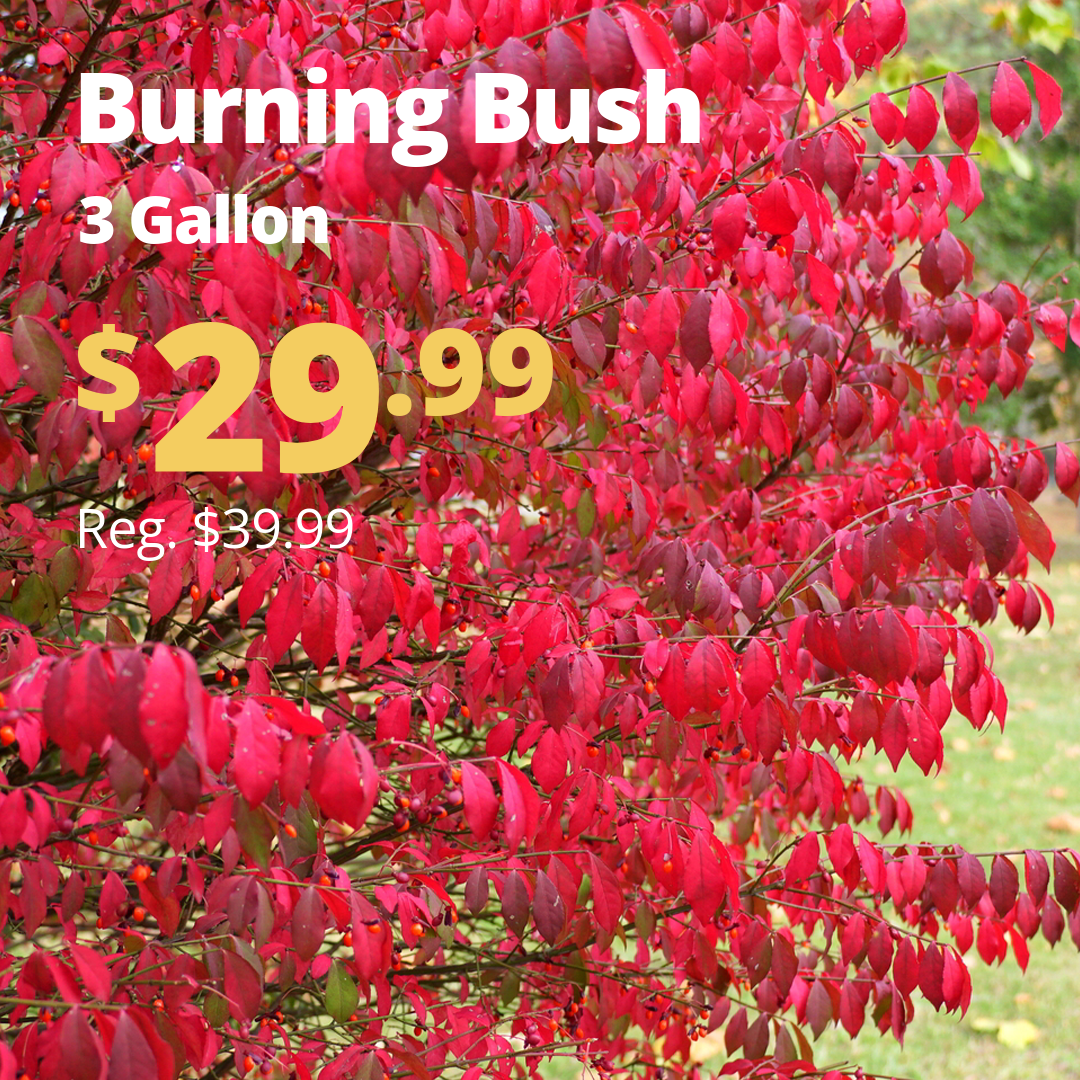 VPP_Burning_Bush