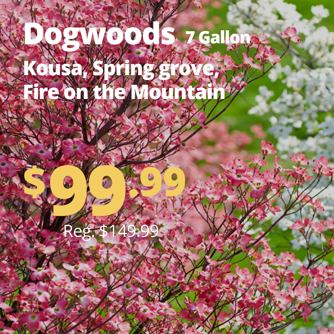 VPP_Dogwoods_1_