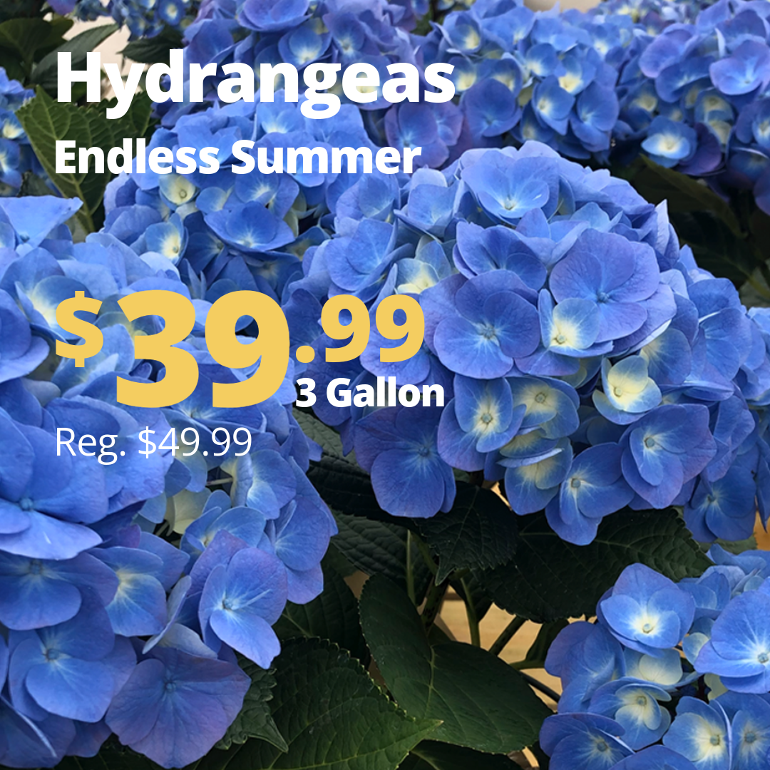 VPP_Hydrangea