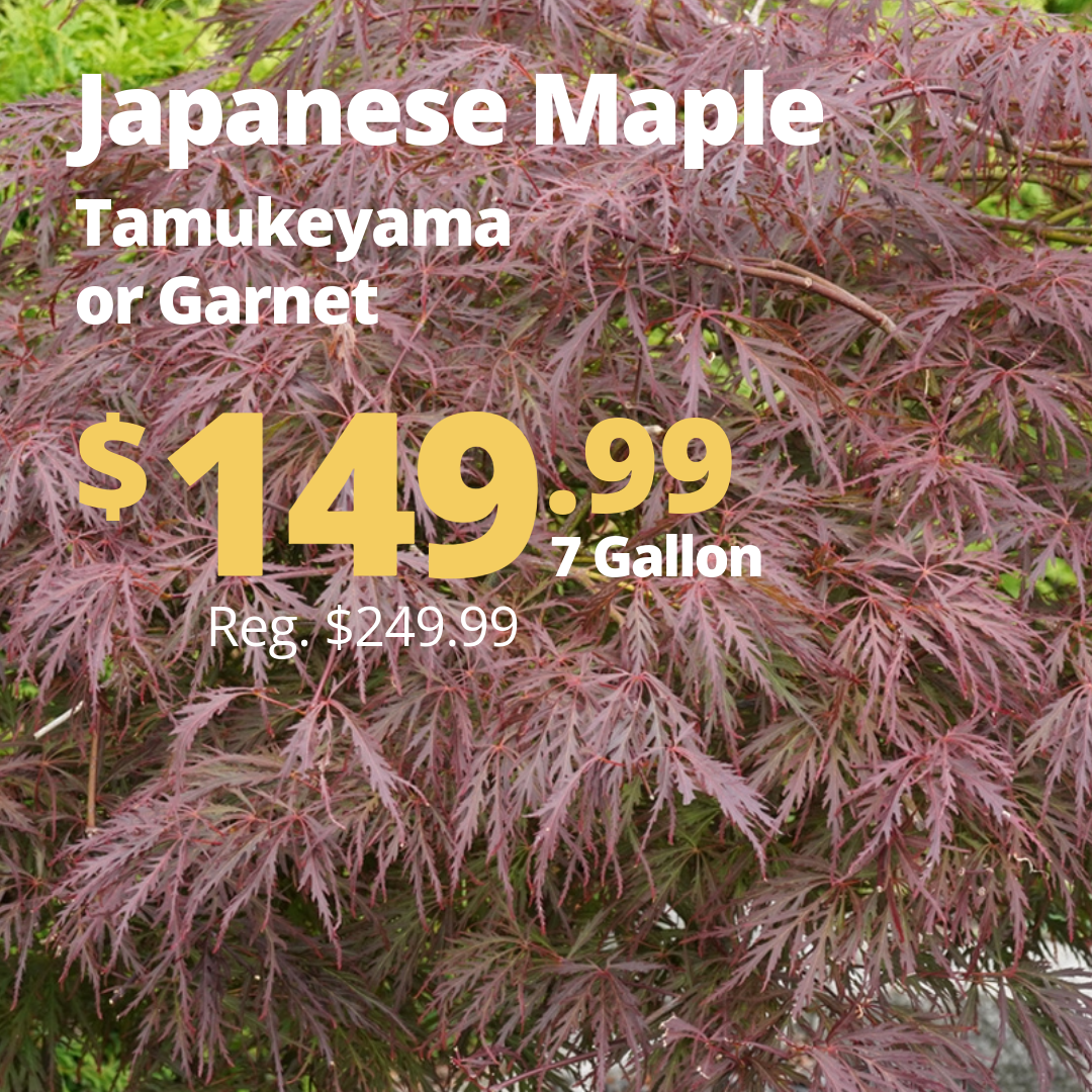 VPP_JapaneseMaple