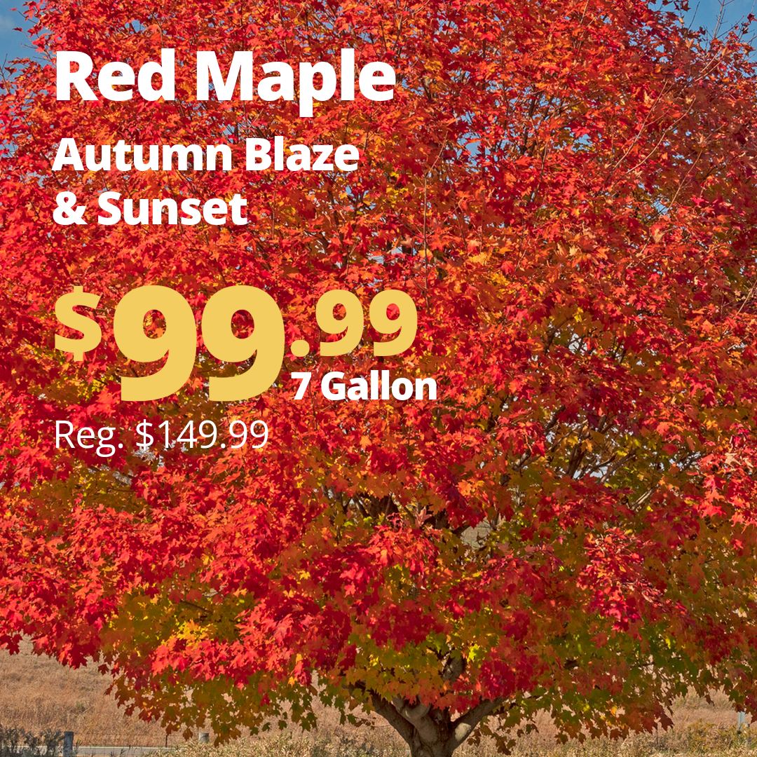 VPP_Maples