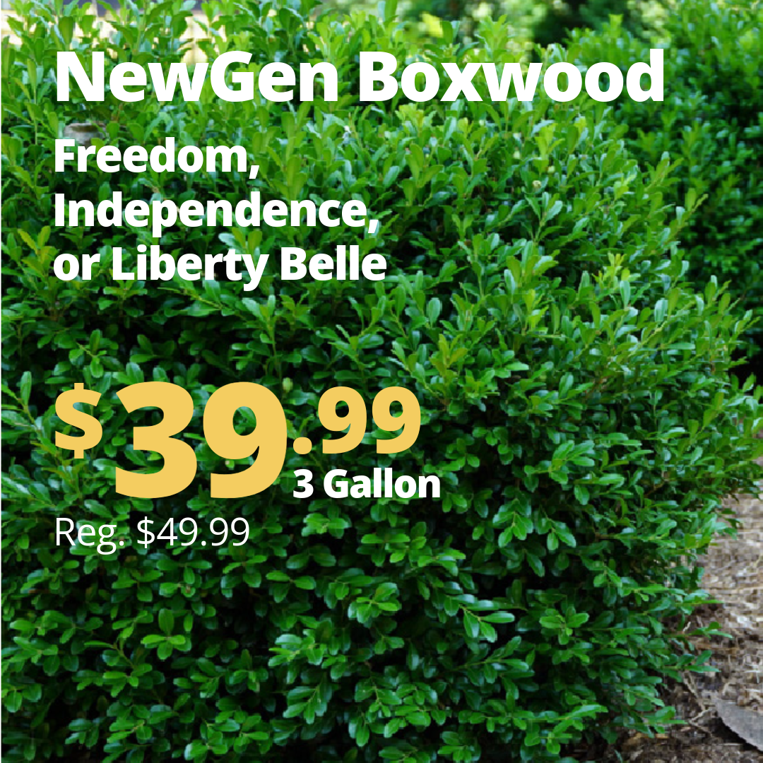 VPP_NewGen_Boxwood_1_