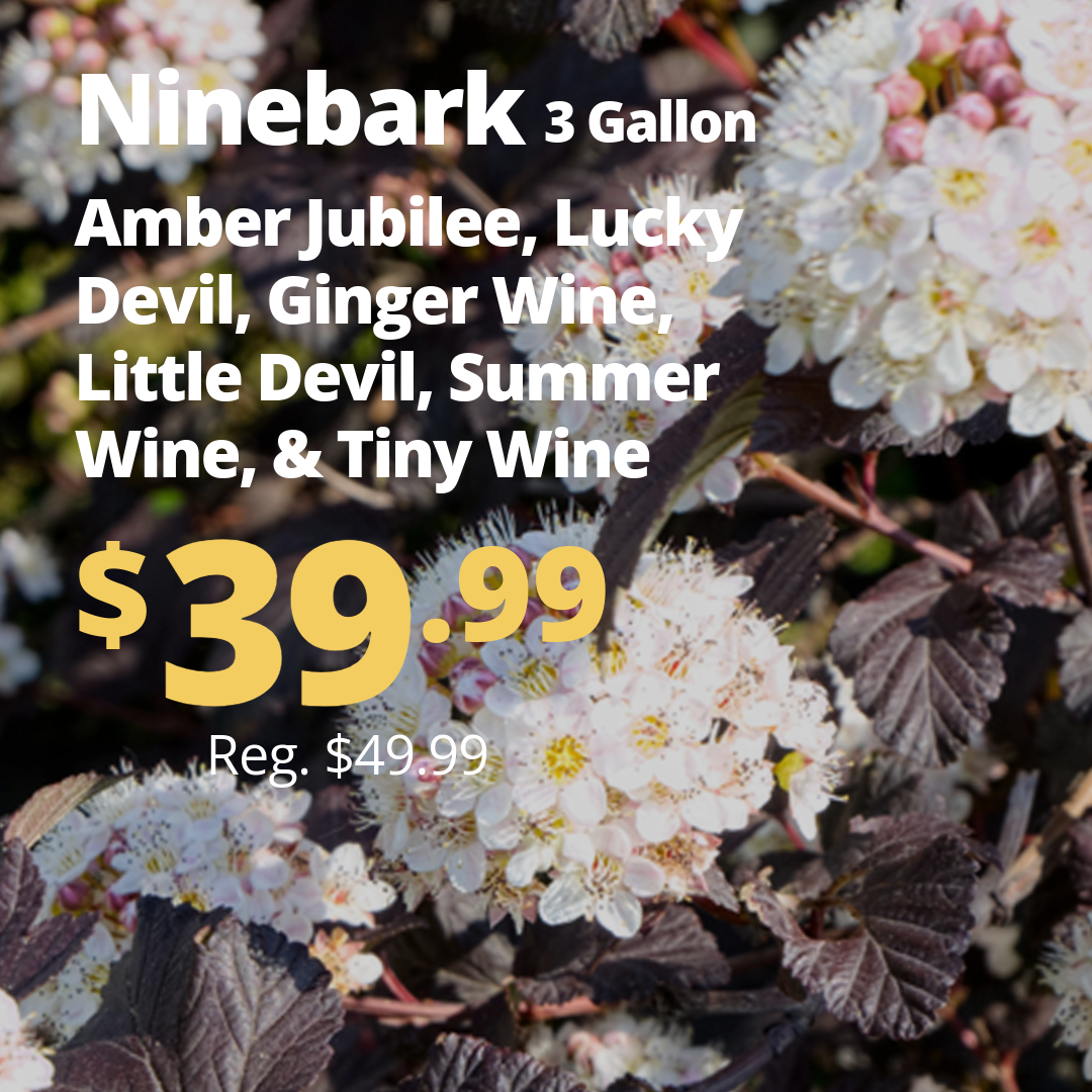 VPP_Ninebark_1_
