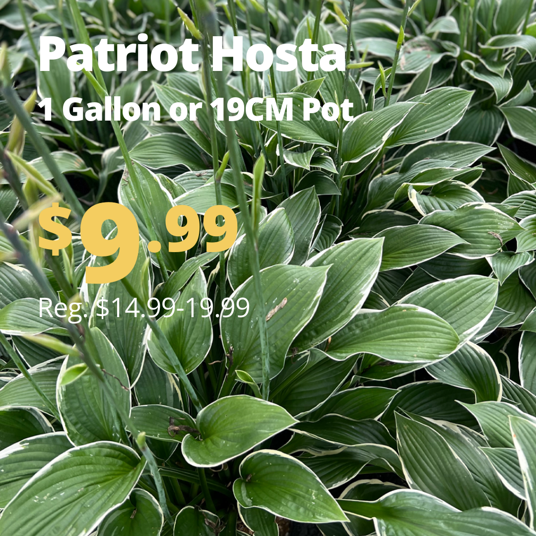 VPP_PatriotHosta