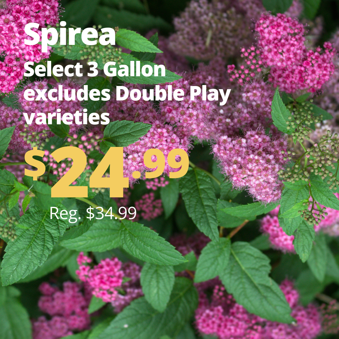 VPP_Spirea