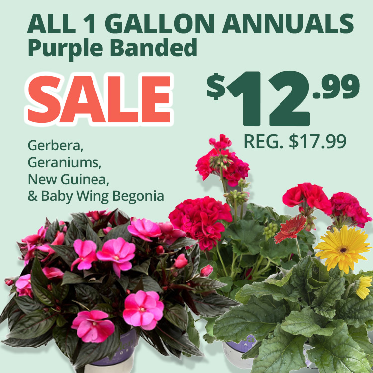 GF_1galannuals23