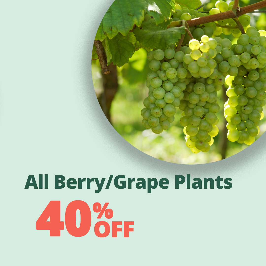 GF_AllGrape_Berry-23