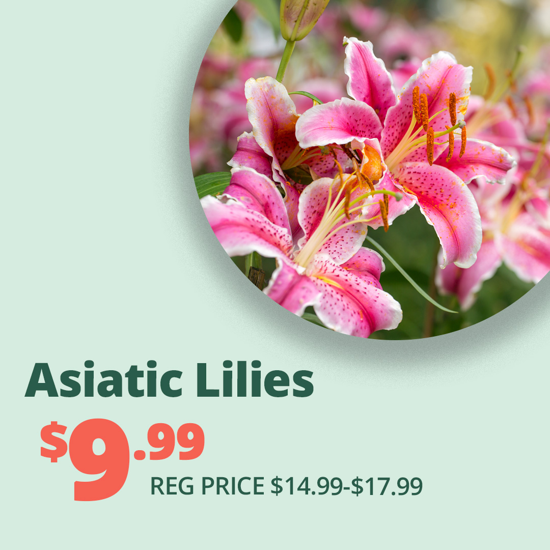 GF_Asiaticlilies3-23