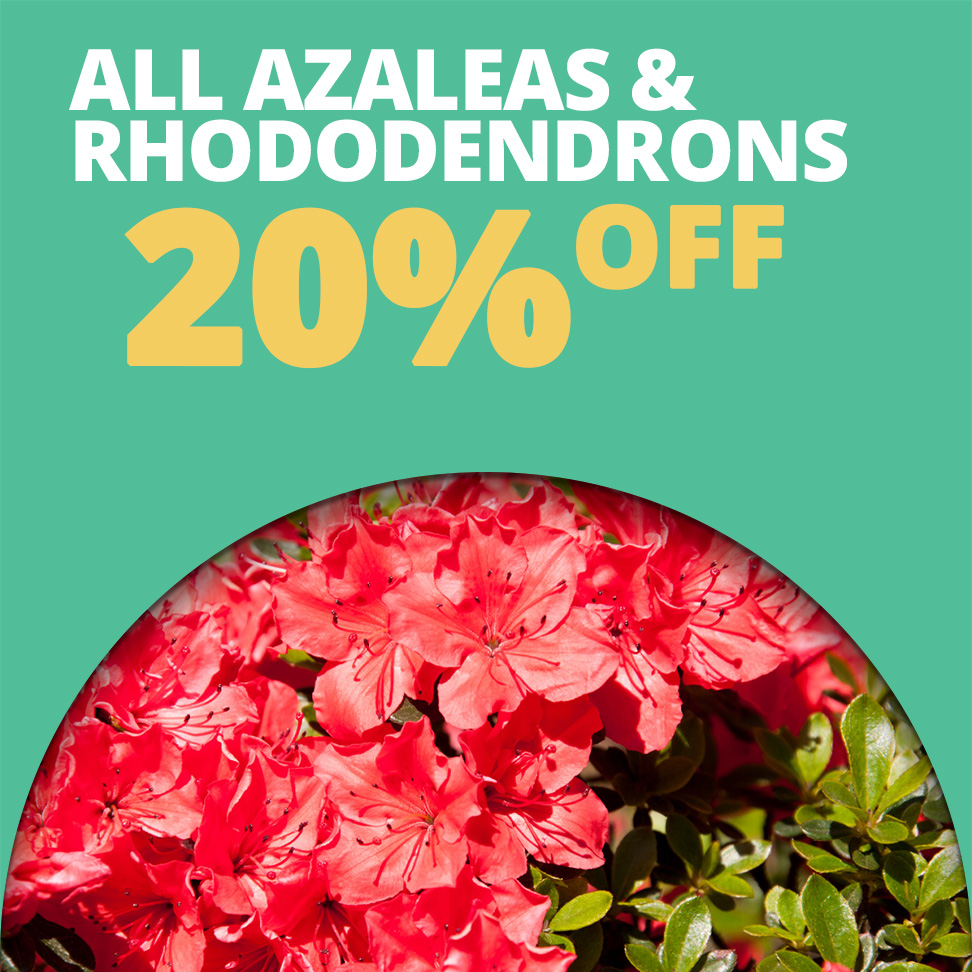GF_Azaleas20-23