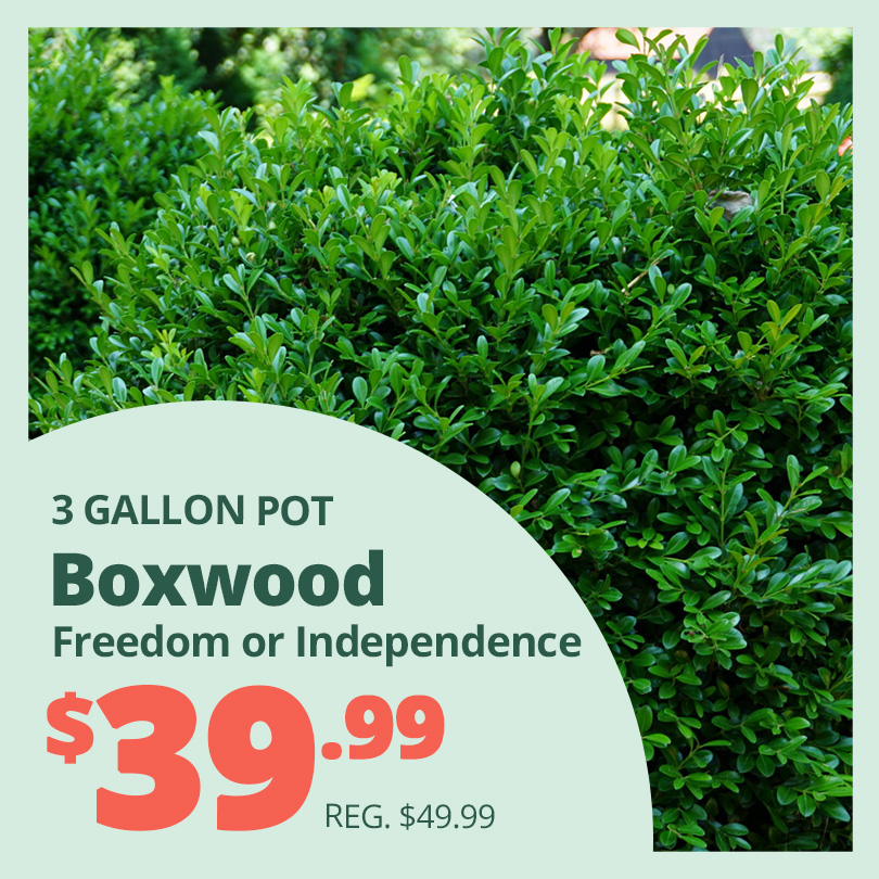 GF_Boxwood23_1