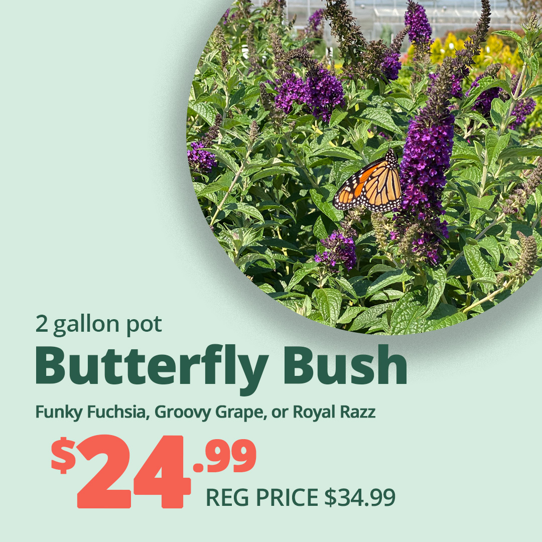 GF_Butterflybush23