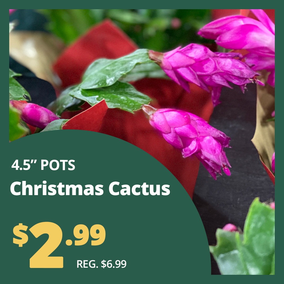 GF_ChristmasCactus23-4