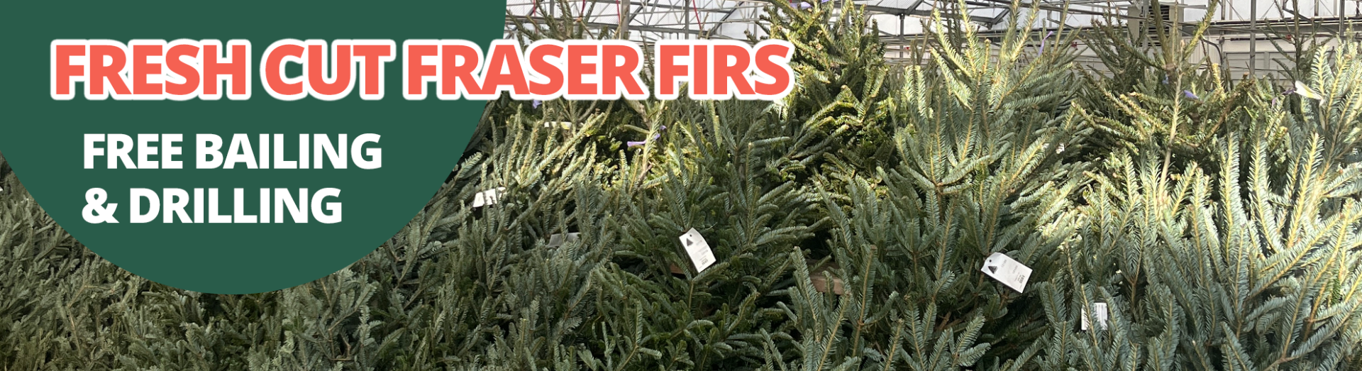 GF_FraserFir23-2