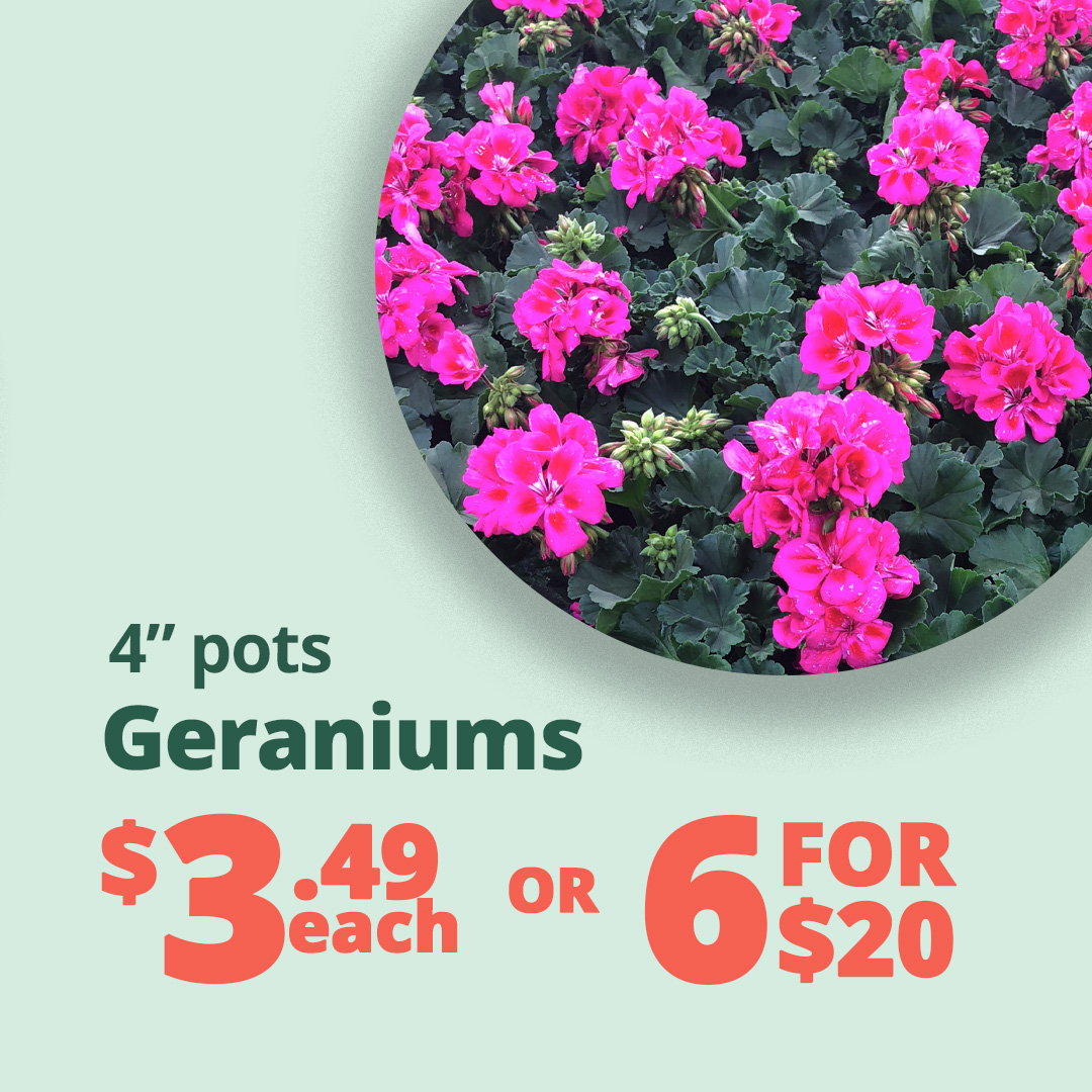 GF_Geraniums23