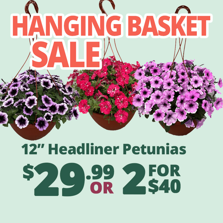 GF_HBHeadlinerPetunias2-2-23