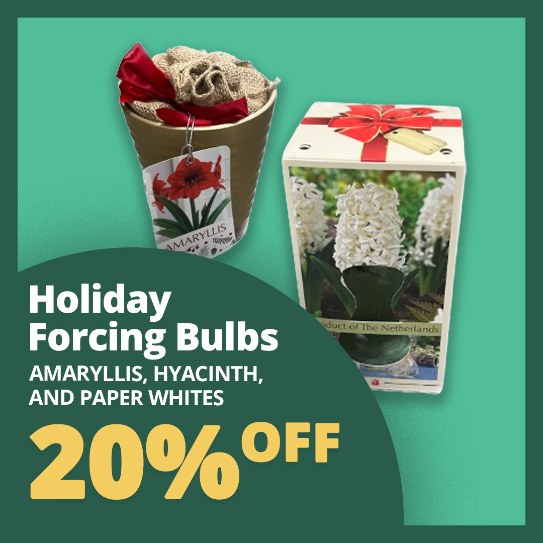 GF_HolidayBulbs23
