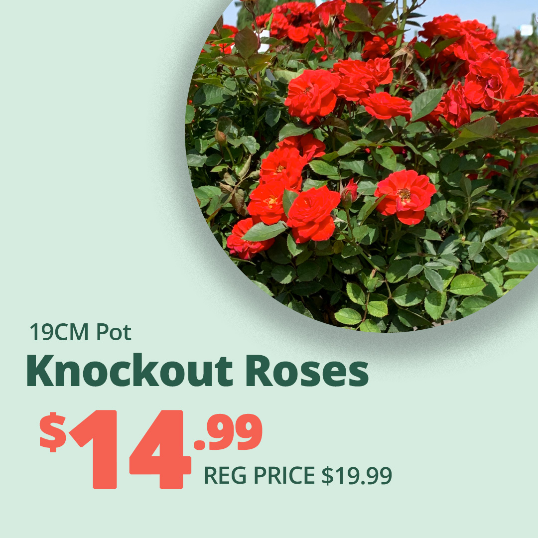 GF_Knockout-2-23