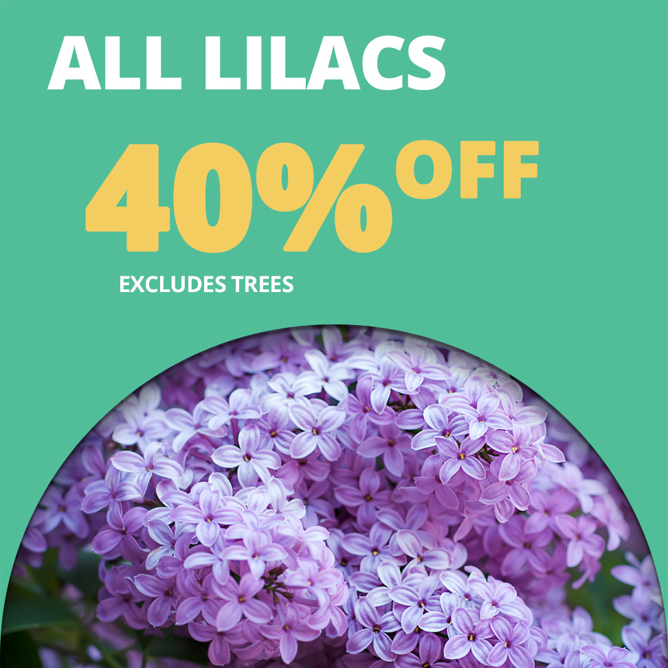 GF_Lilacs40-23