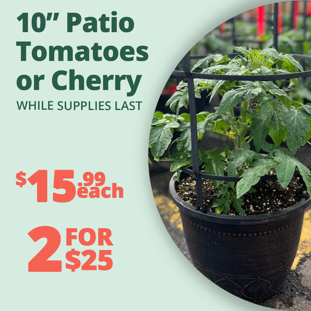 GF_PatioTomatoes23