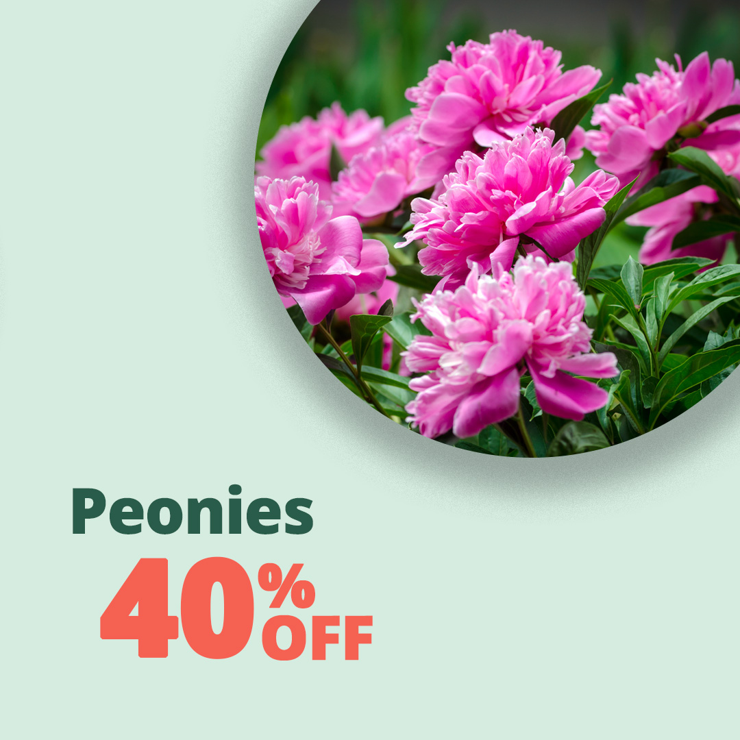 GF_Peony-23