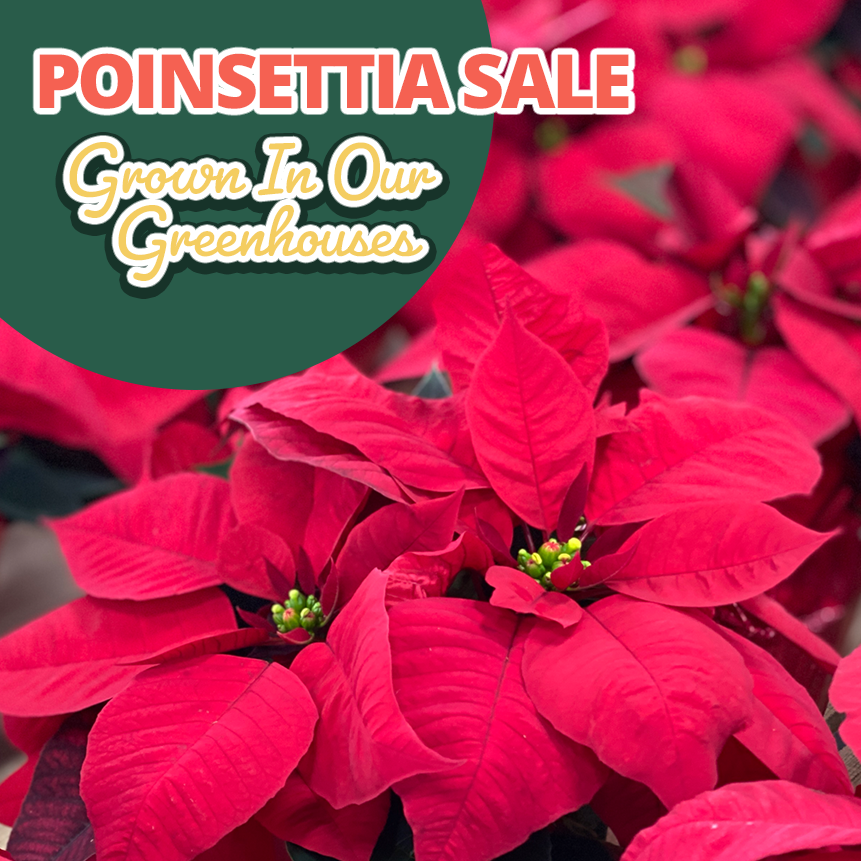 GF_Poinsettia1