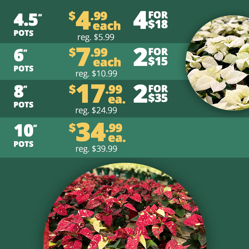 GF_Poinsettia23-2