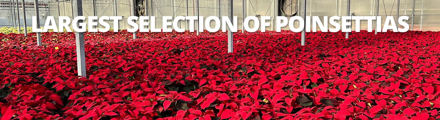 GF_PoinsettiaGreenhouse23
