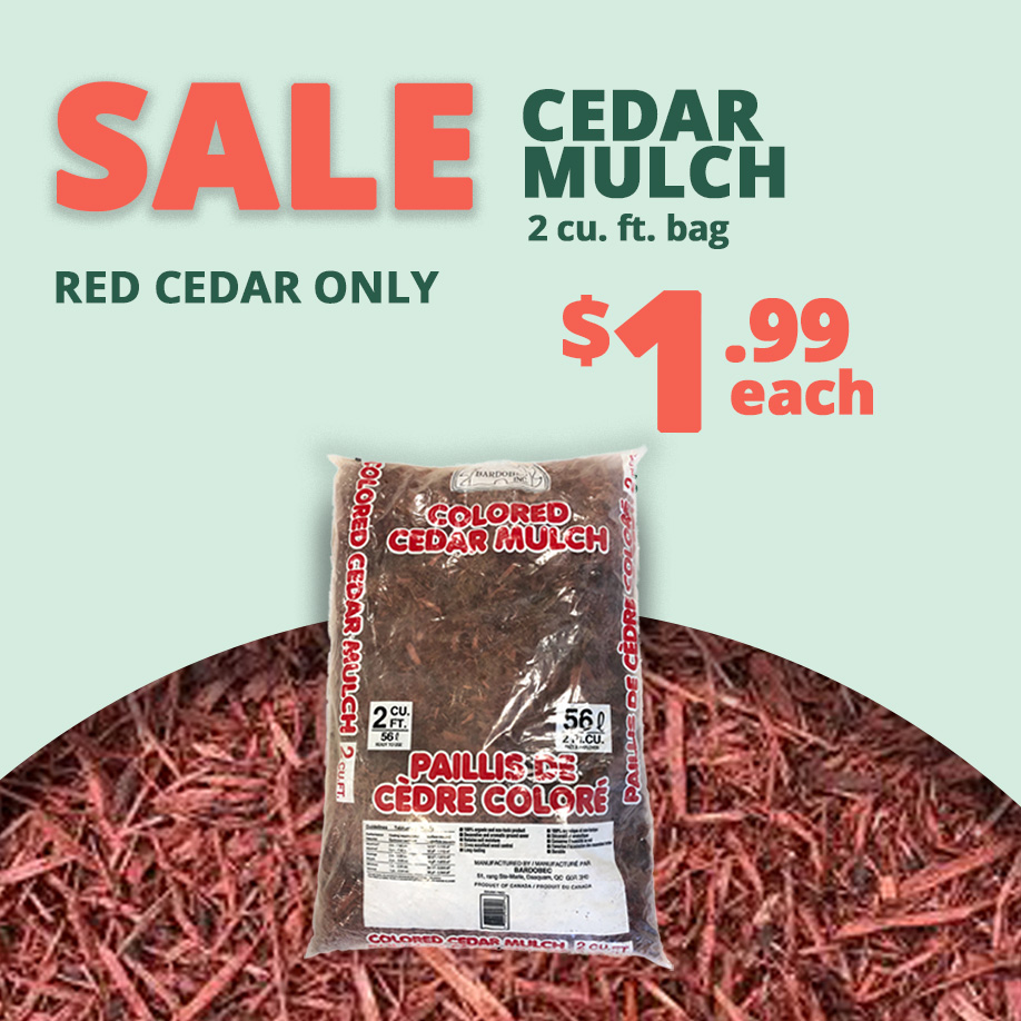 Bagged Cedar Mulch From Canada