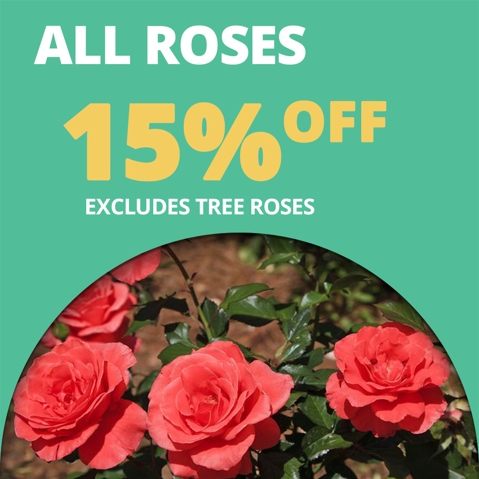 GF_Roses23