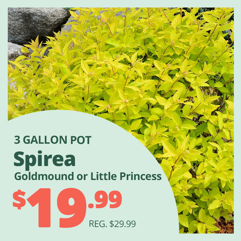 GF_Spirea23
