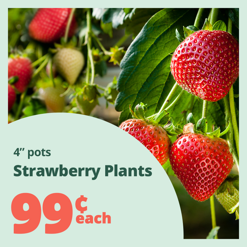 GF_Strawberries23