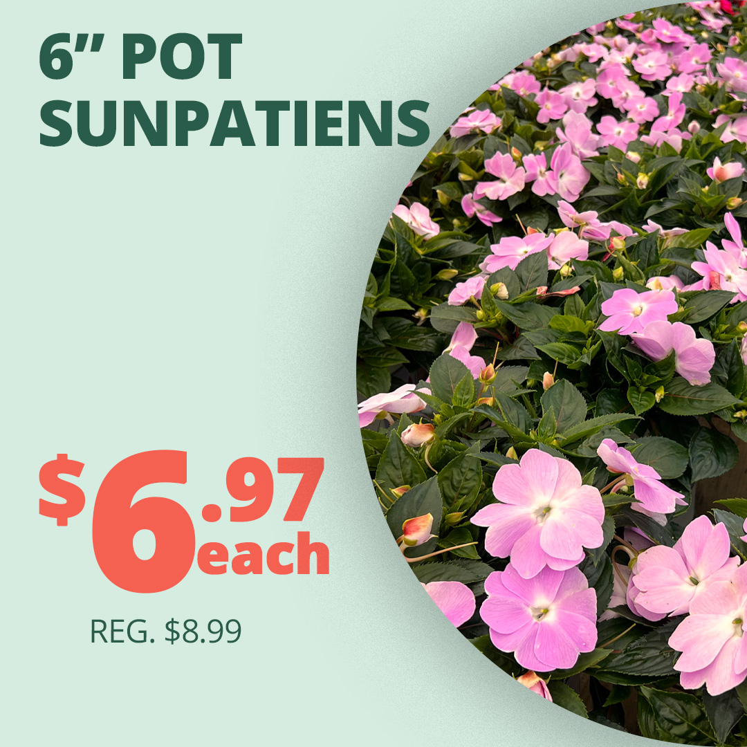 GF_Sunpatiens23