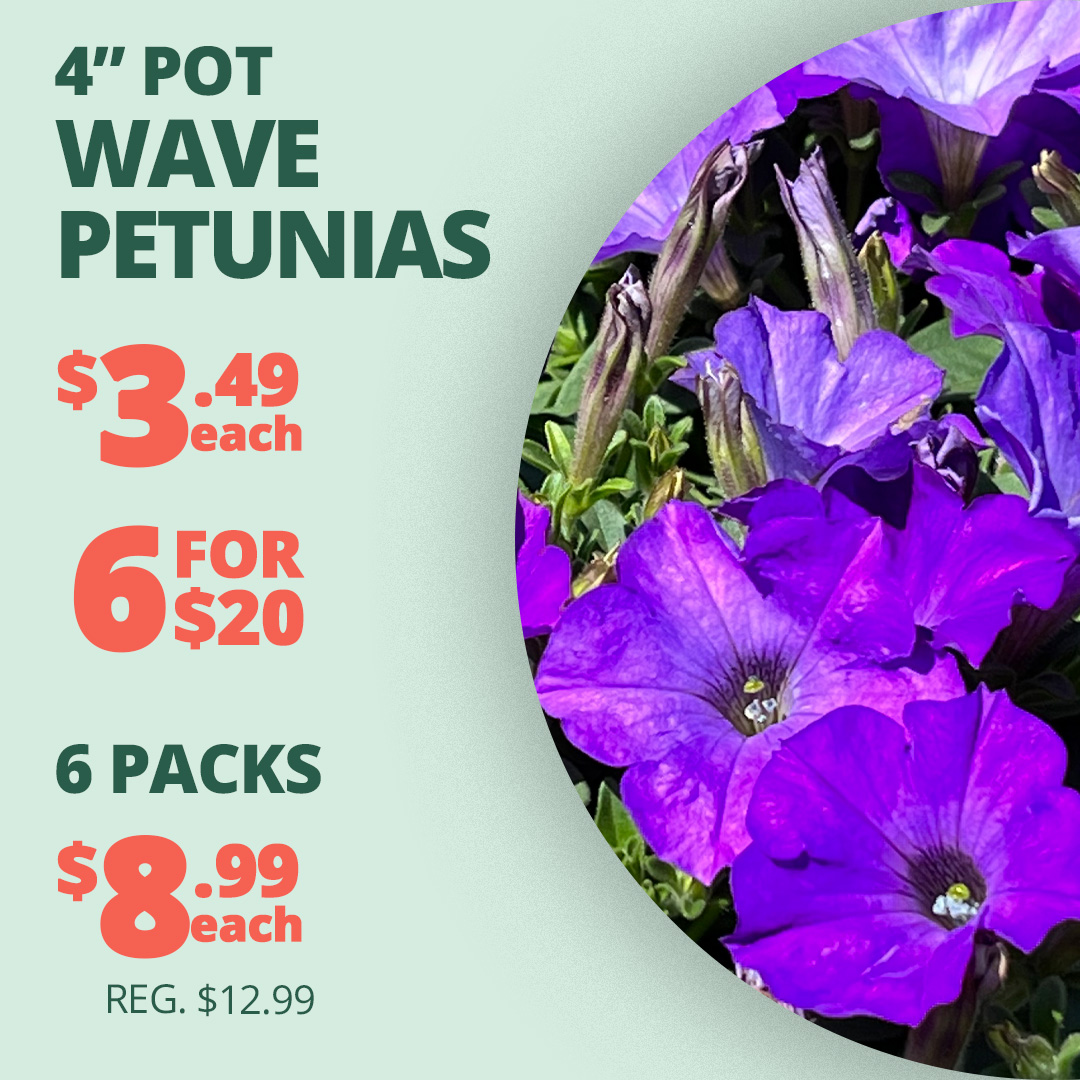 GF_WavePetunias23