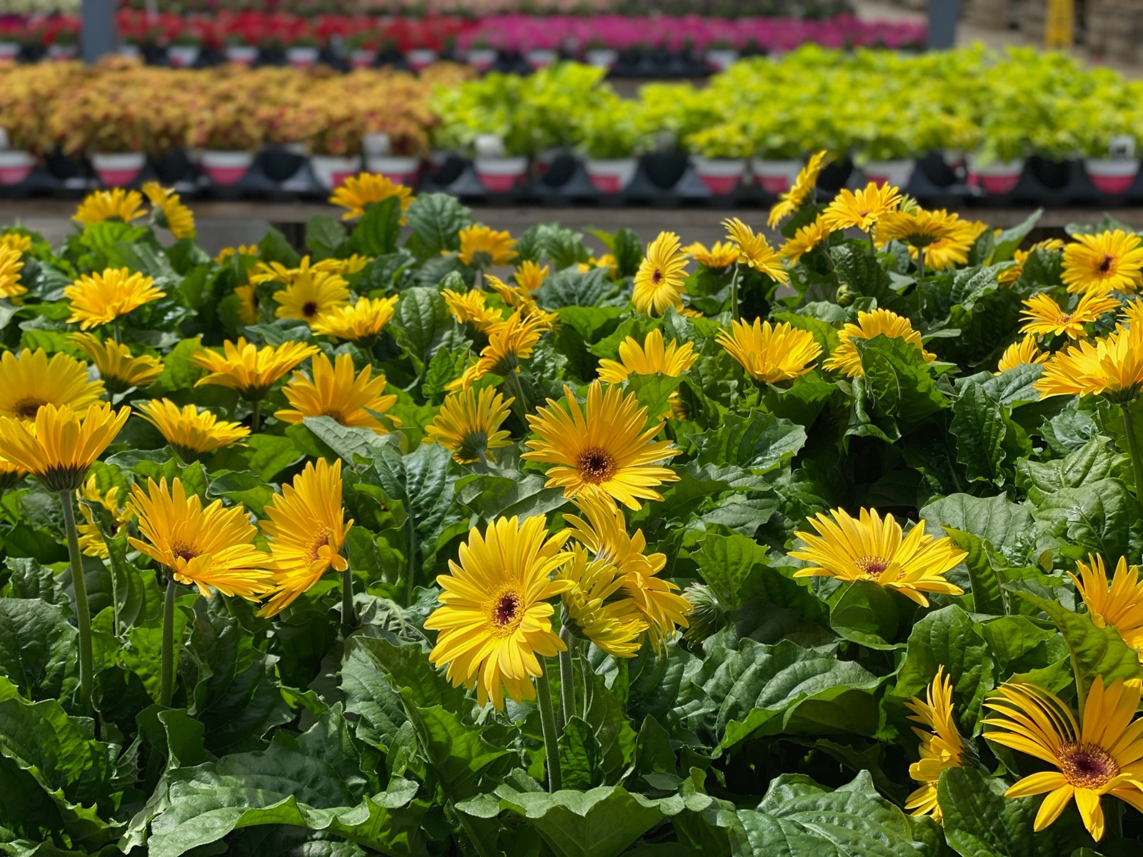 The Garden Factory Home Page