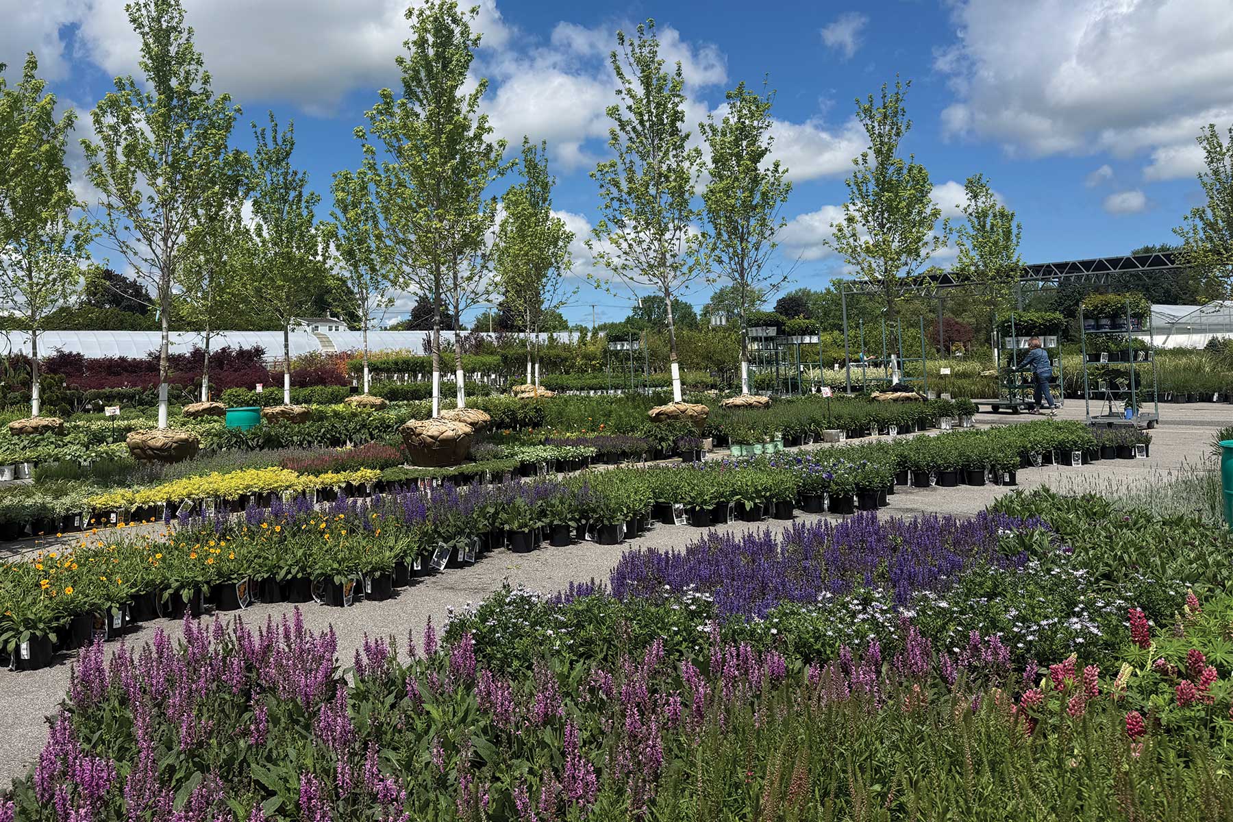 Perennials