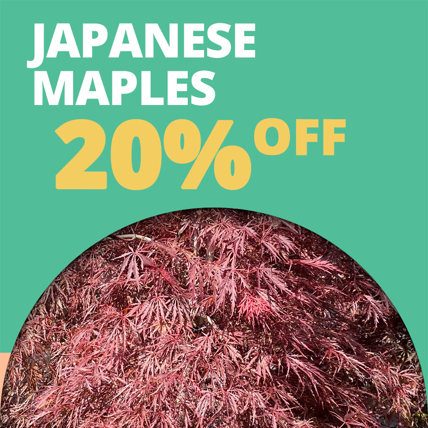 GF_JapaneseMaple